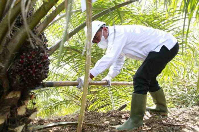 Bupati Serdang Bedagai (Sergai) H. Darma Wijaya Panen Perdana PSR Gapoktan Amanah